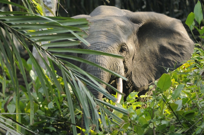 African forest elephant