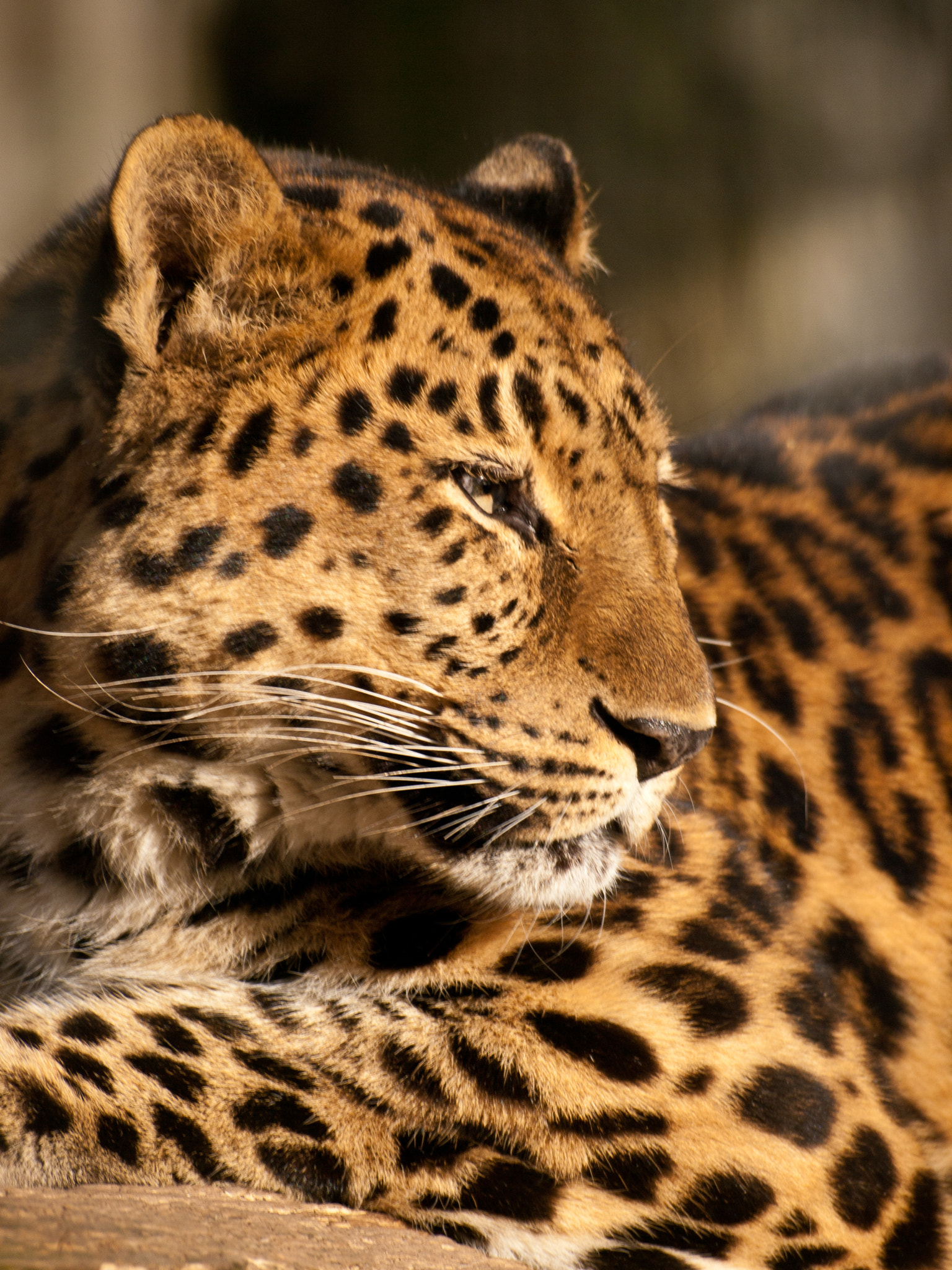 Amur leopard