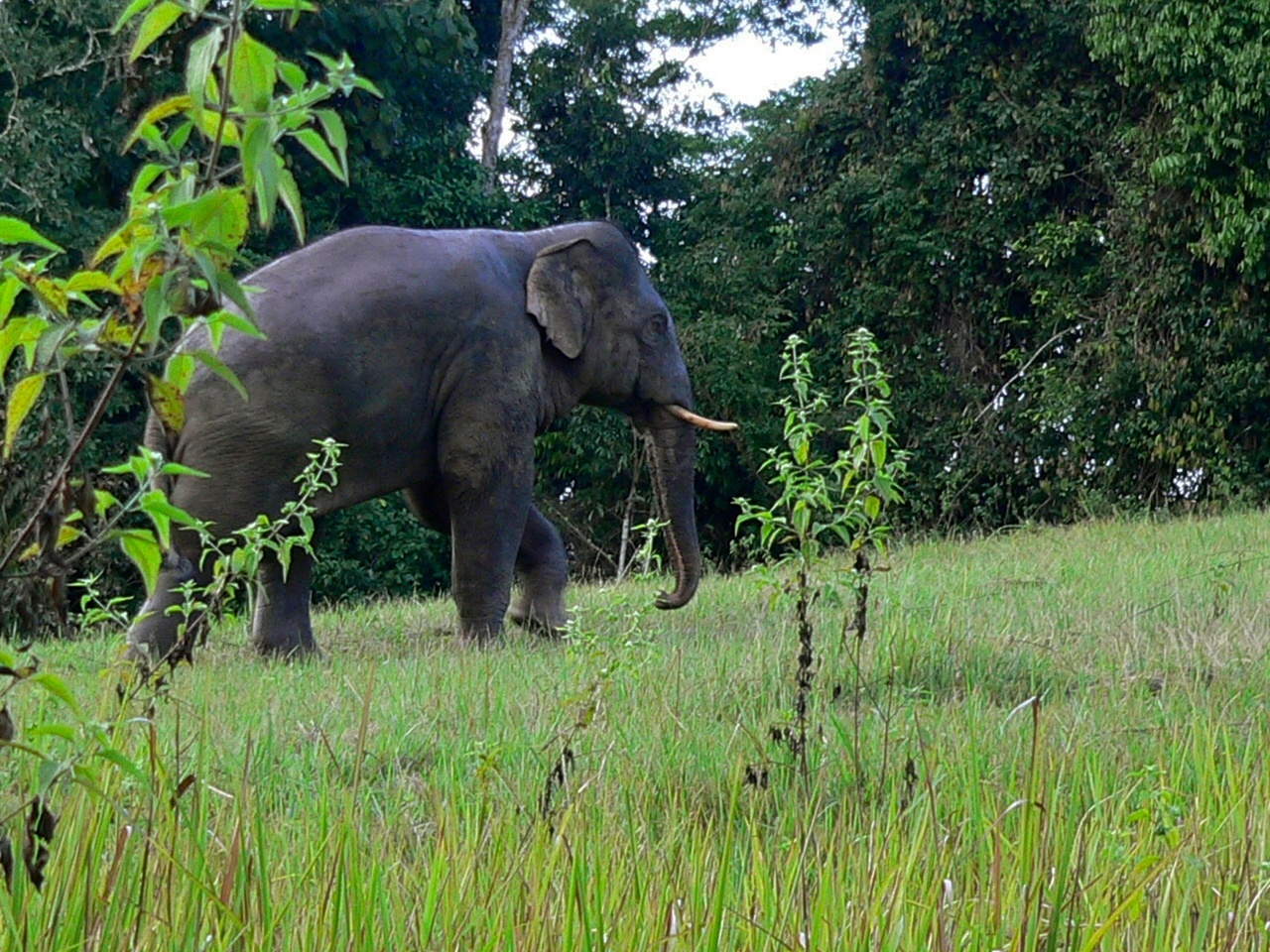 Asian elephant