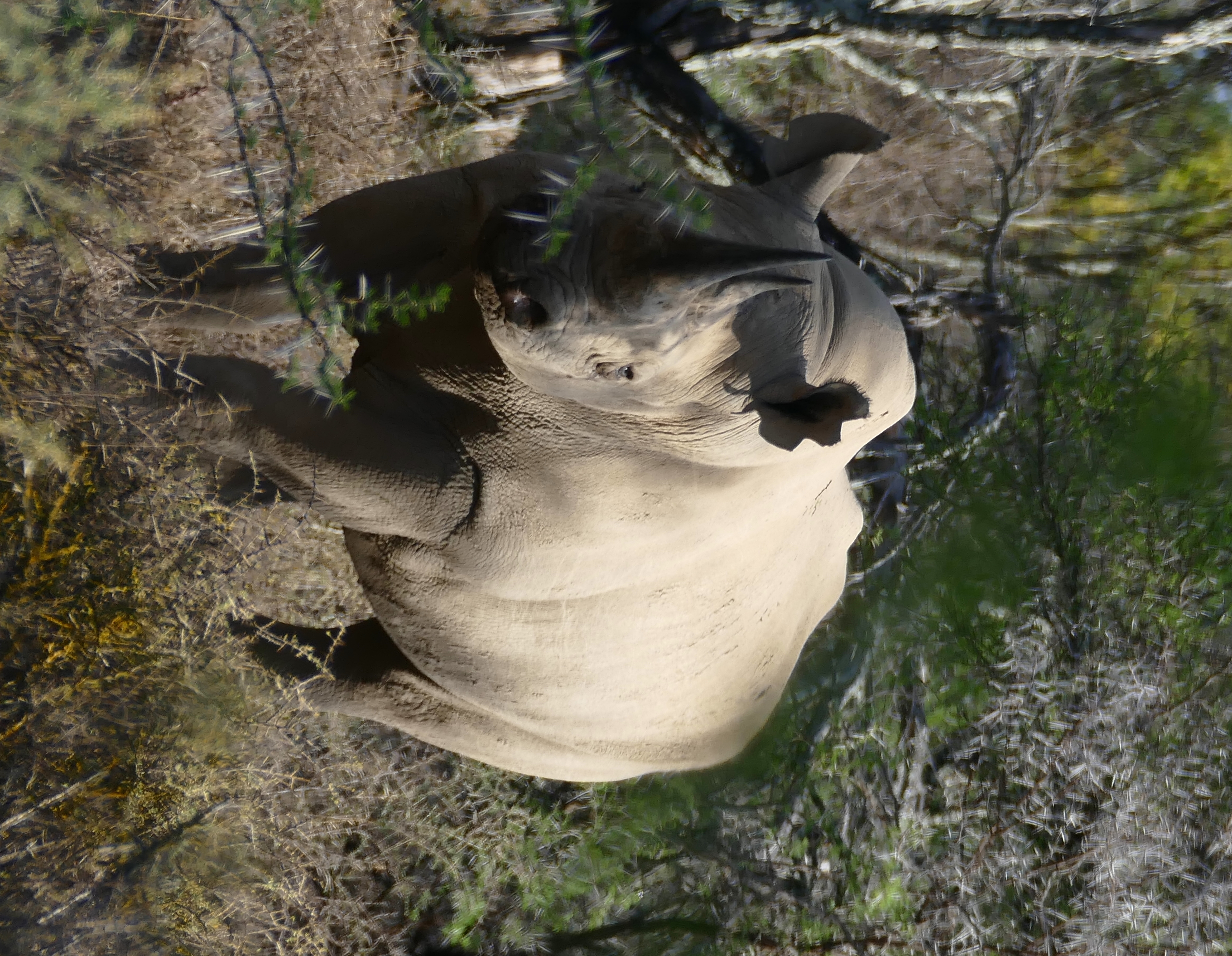 Black rhinoceros