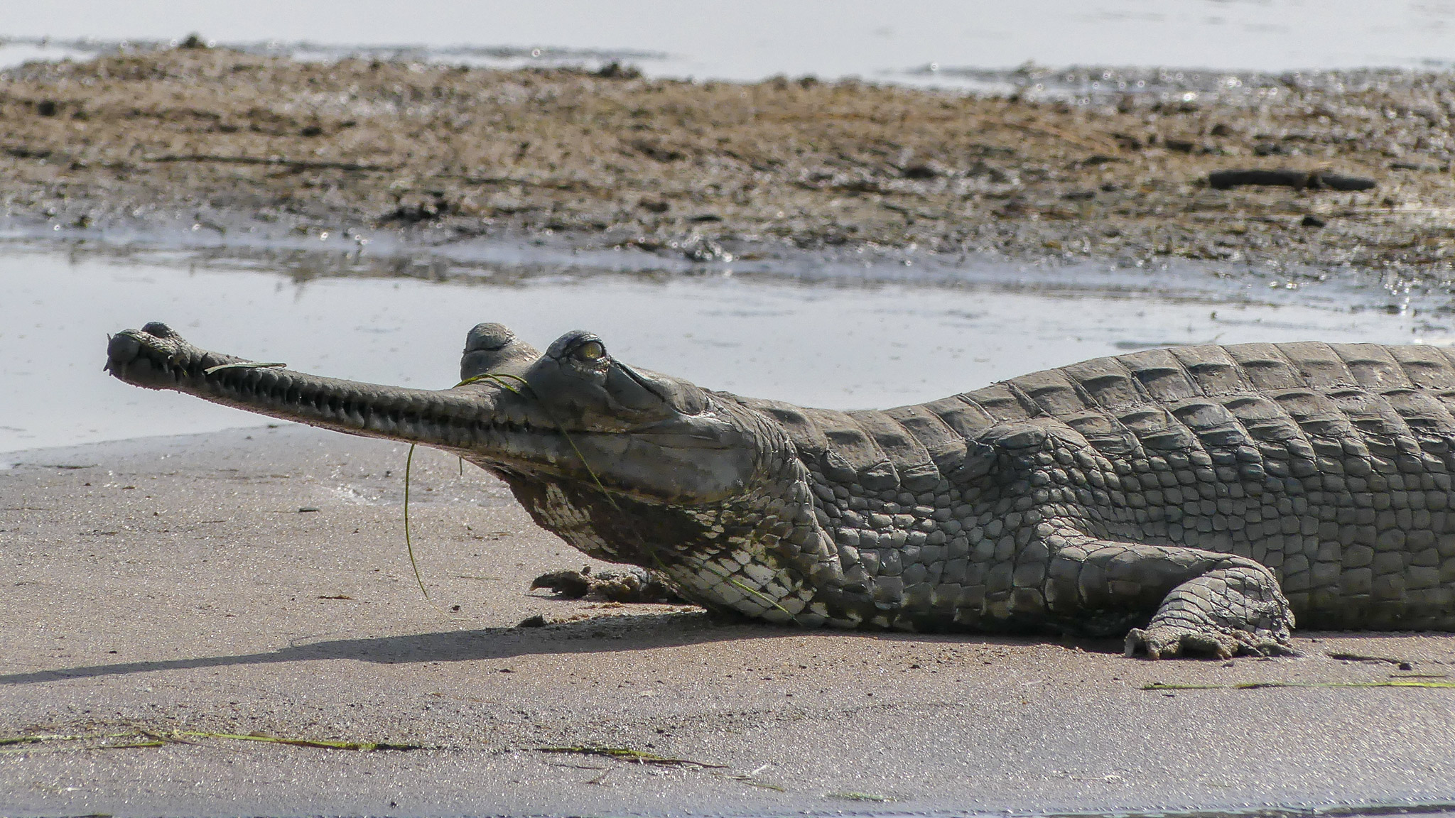Gharial