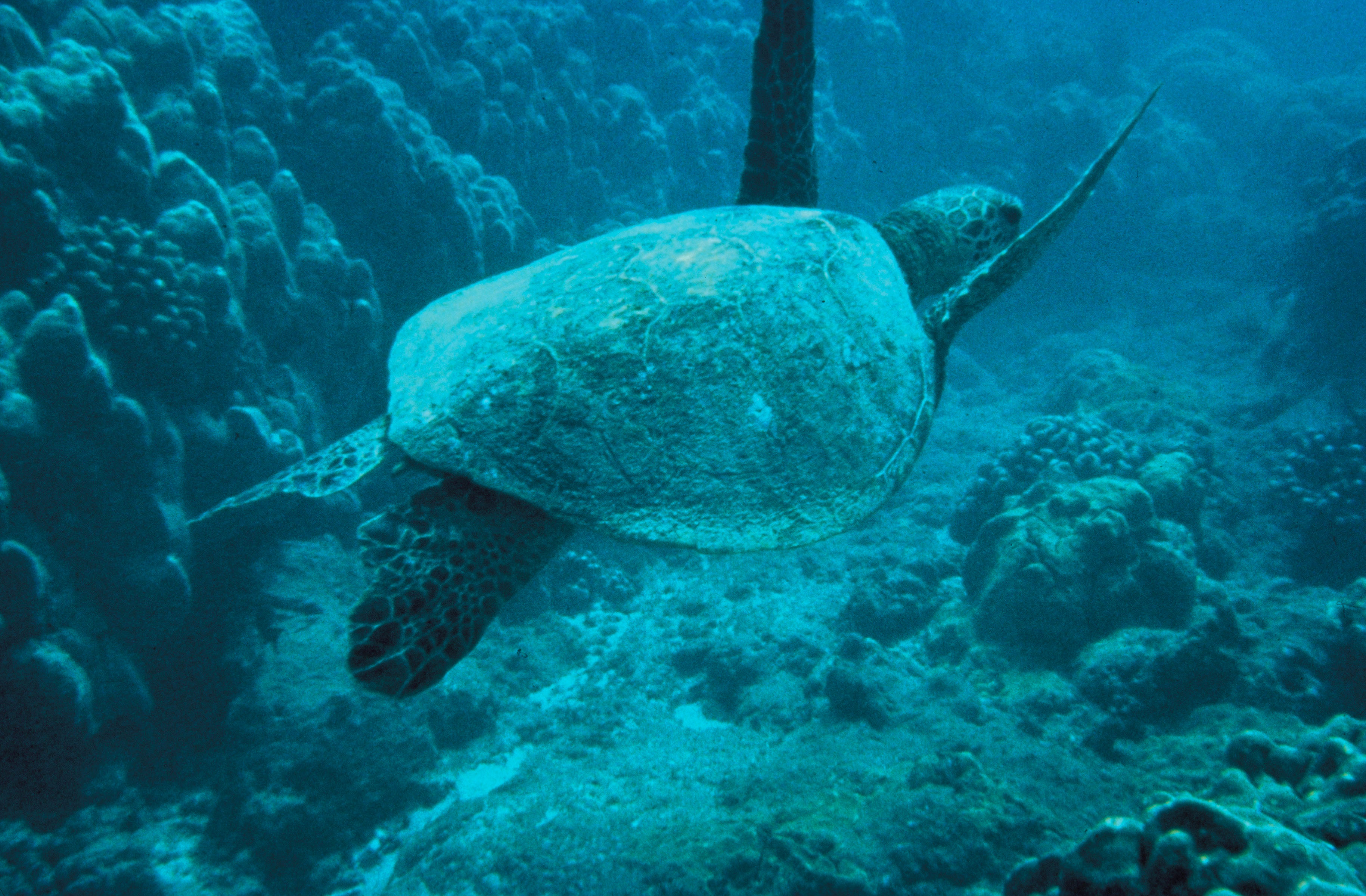 Green sea turtle