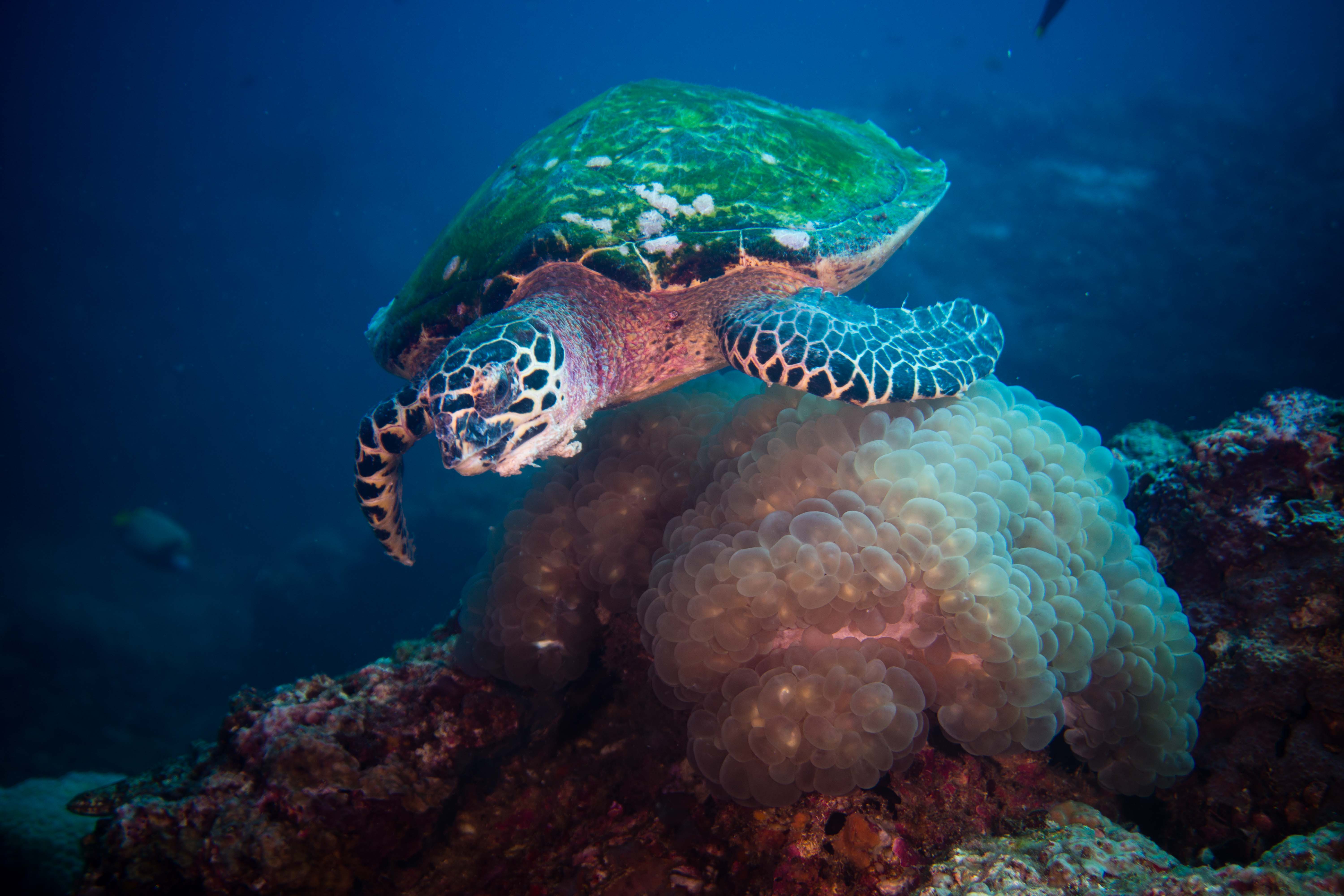 Hawksbill sea turtle