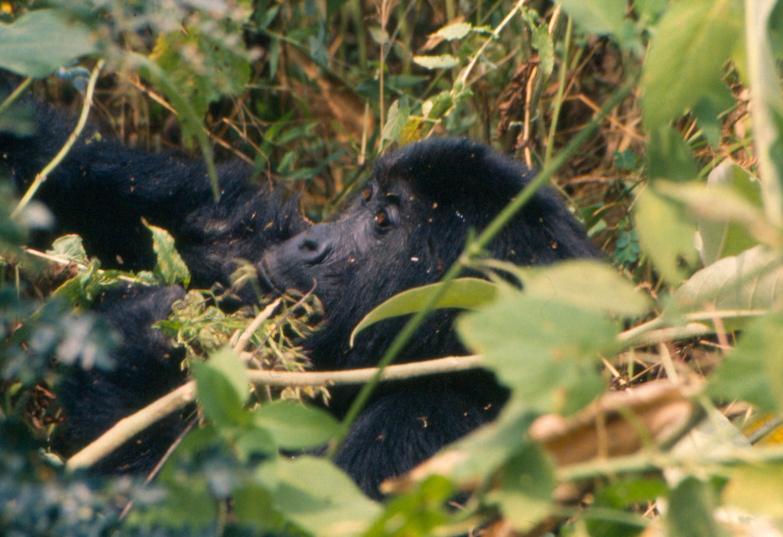 Mountain gorilla