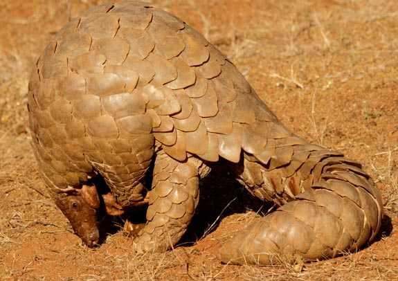 Pangolin