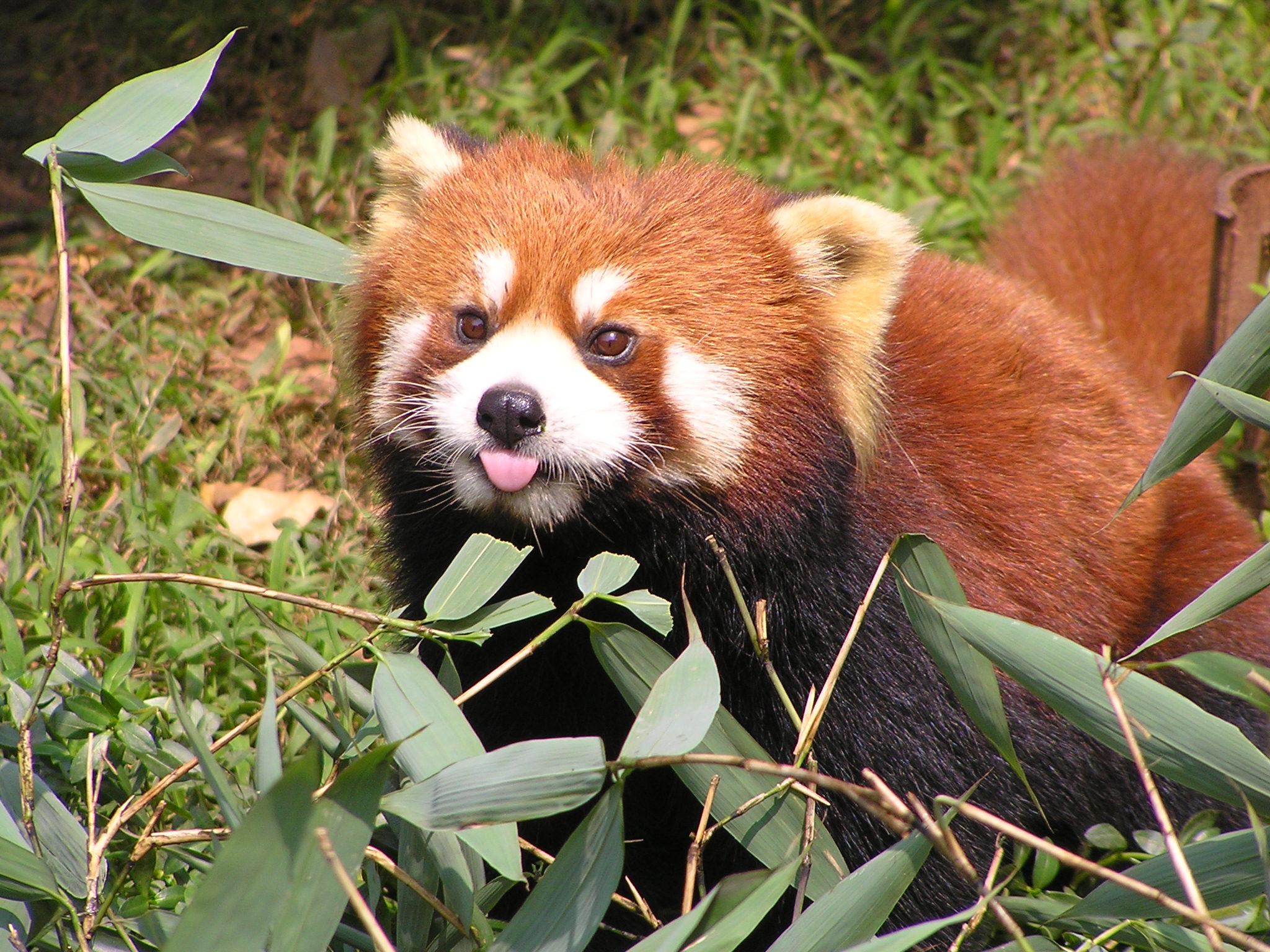 Red panda