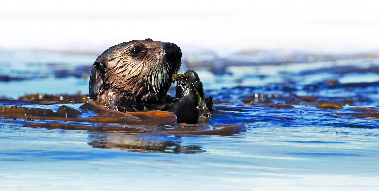 Sea otter