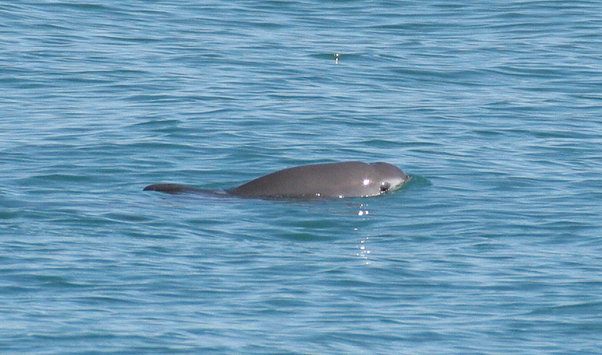 Vaquita porpoise