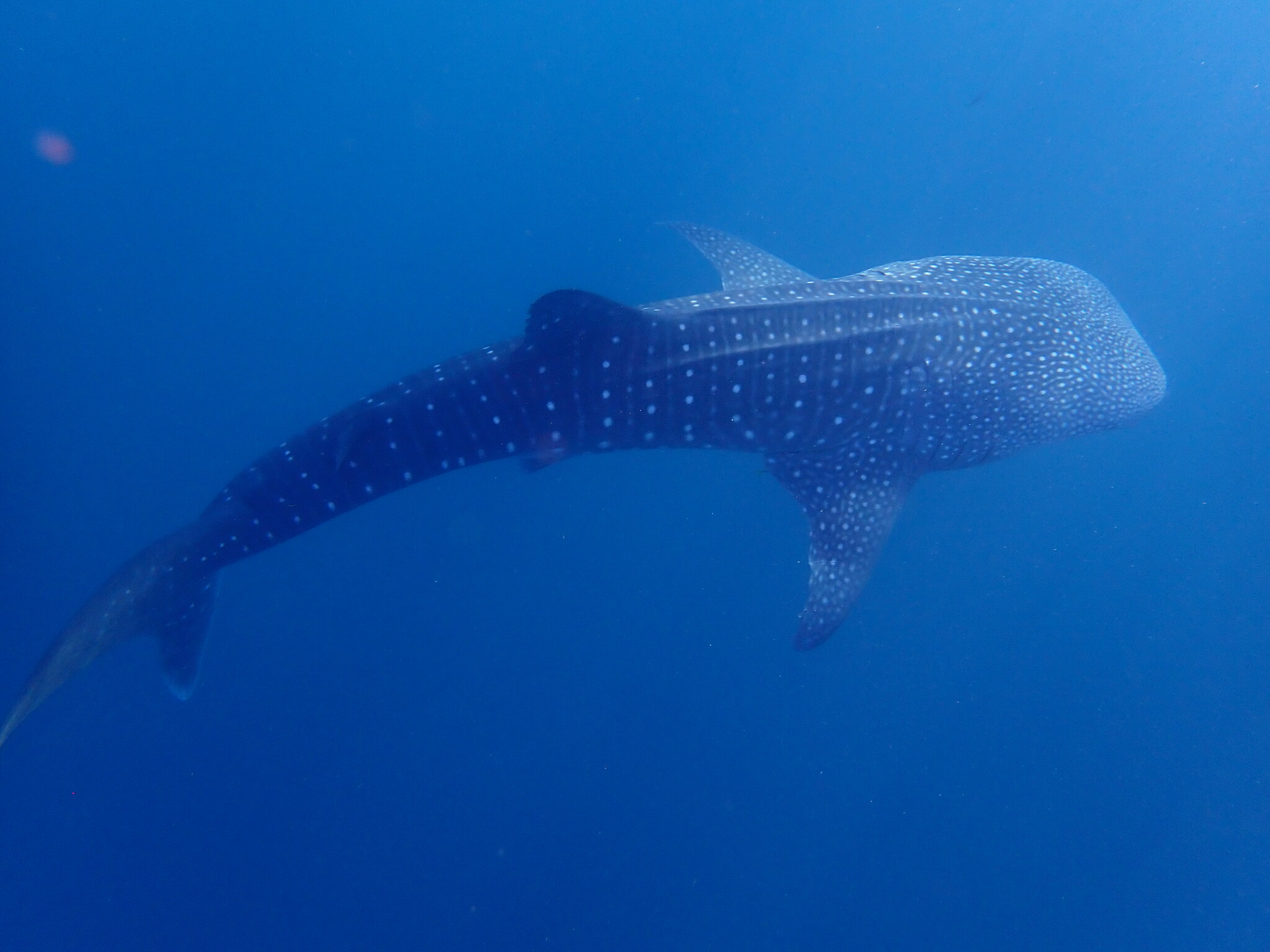 Whale shark swimming in Indonesia